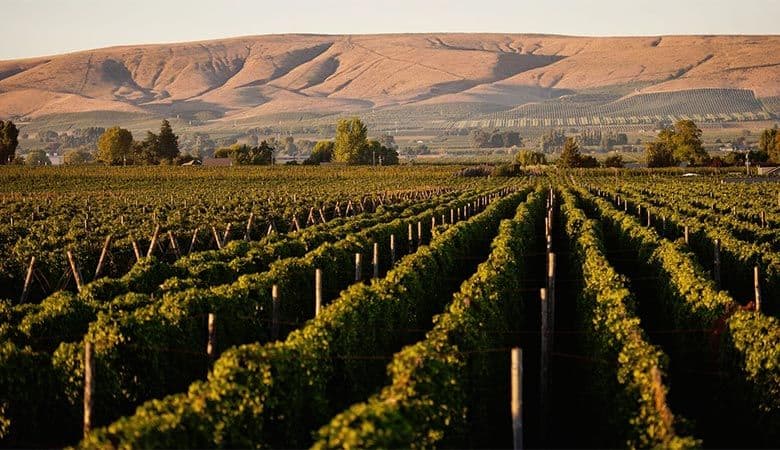 5 Reasons to Take a Craft Beverage Tour in Yakima, WA