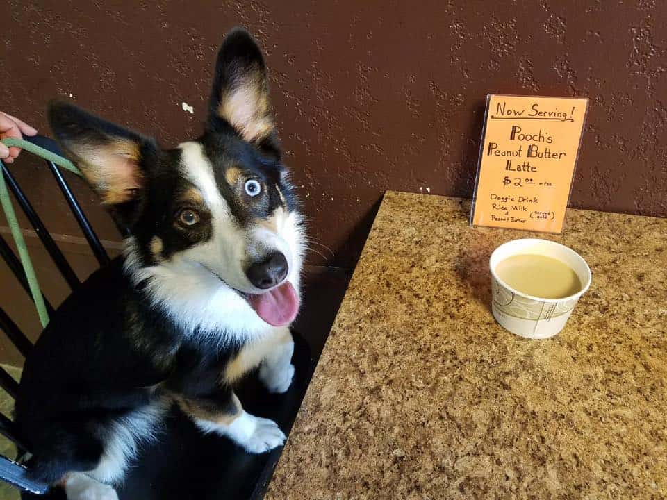 bark-dog-pb-latte