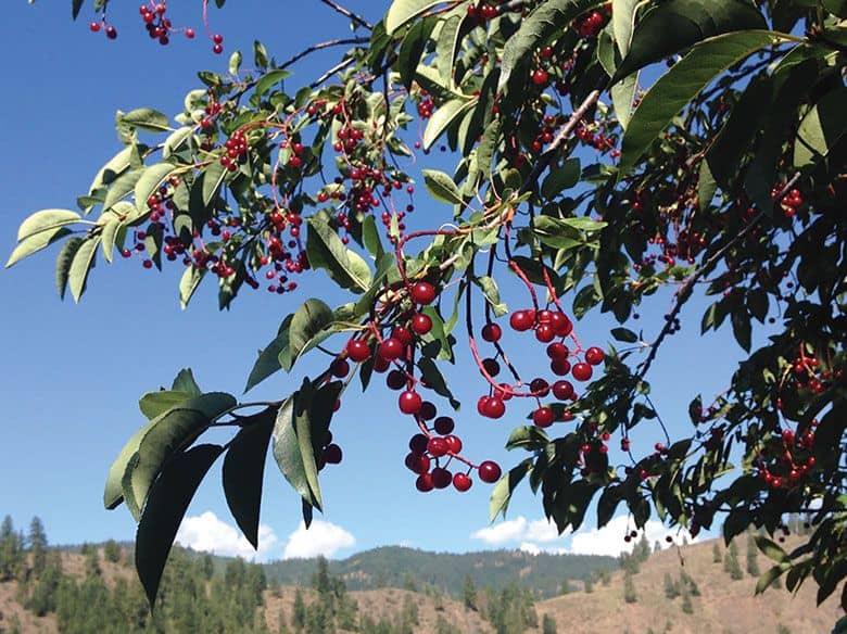 Turn This Wild, Bitter Washington Fruit Into a Potluck Hit