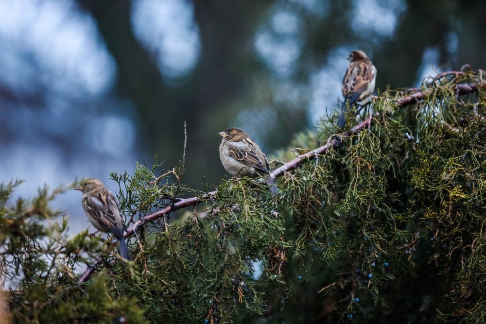 Local Bird Population Decline Catches Birders by Surprise