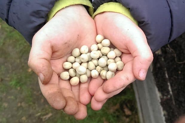 How to Create Your Own Food Forest