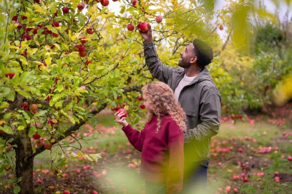In the charming Tualatin Valley of Oregon, two people are picking apples from trees in an orchard. The person on the left, wearing a red sweatshirt, is holding a red apple, while the person on the right is reaching up to grab another apple. It's the perfect scene to get cozy and enjoy nature's bounty.