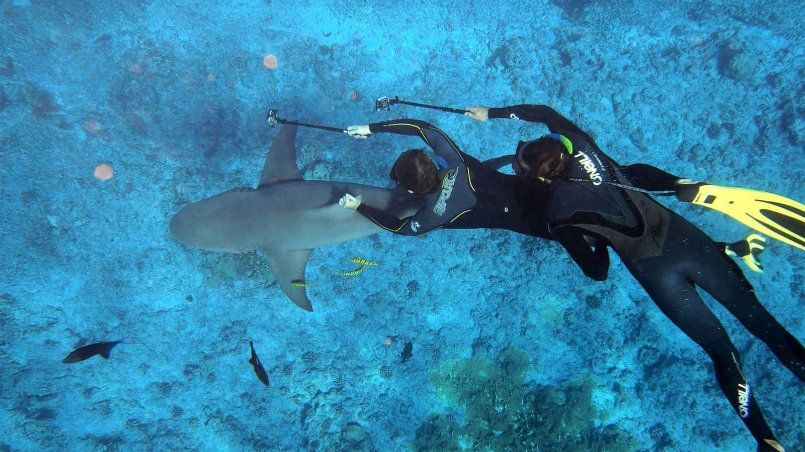 Two divers in wetsuits glide through clear blue water alongside a large shark, capturing the adventure on action cameras. Nearby, smaller fish dart past, adding to the allure of this underwater escape—a must-see for thrill-seekers exploring the ten top travel destinations from Seattle for 2025.