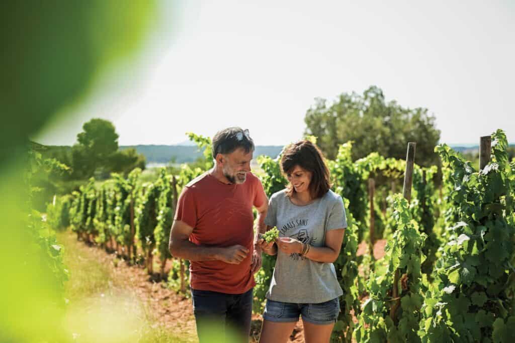 Two people stand among rows of grapevines in a vineyard, examining leaves, perhaps dreaming of a future wine party in the Languedoc region. In the background, more vines and trees stretch beneath the clear sky, hinting at the production of delightful wines from Southern France.