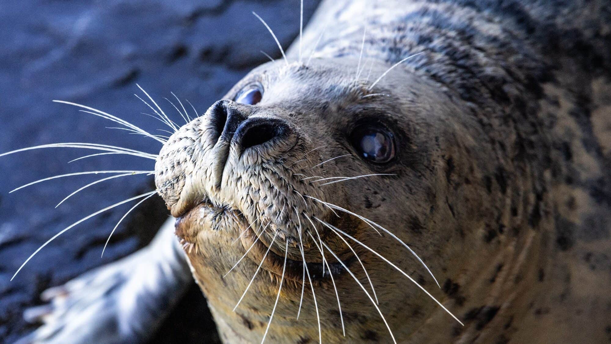 Close-up of a seal lying on a dark surface, showcasing its whiskers and round eyes.