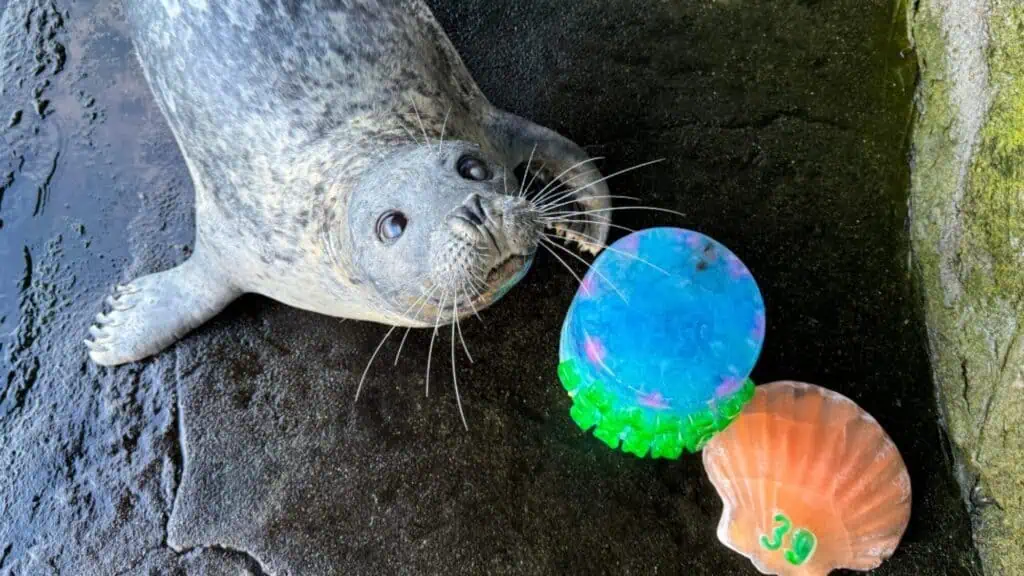 A seal lies on wet ground next to a blue and green toy and an orange shell marked with the number 39.