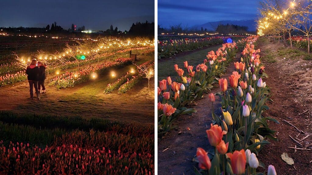 Split image shows a tulip field at night with string lights and a couple walking on the left, and a similar field at dusk with blooming tulips on the right.