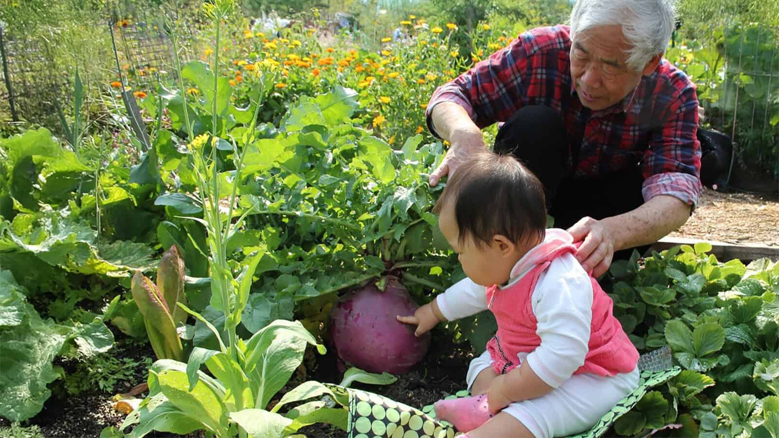 An older man and a toddler in a garden, celebrating Earth Day, gaze at a large turnip. The man wears a plaid shirt, while the toddler is dressed in pink. Greenery and flowers embrace them, underscoring the important bond between generations and nature in 2023.