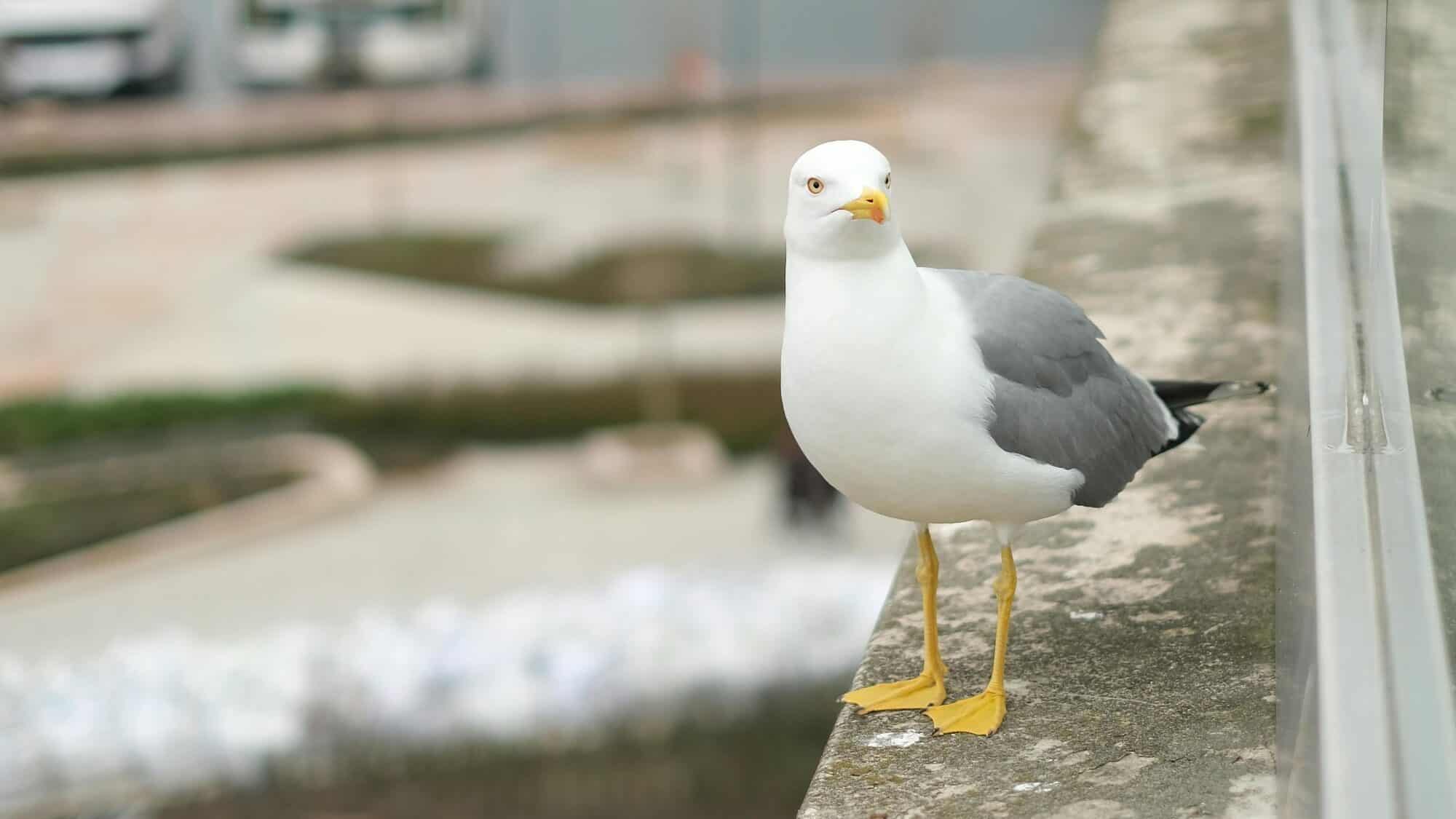pexels-burakarli-20531315-16-9-2000x1125 A seagull with gray wings and yellow legs stands on a concrete ledge next to a glass barrier, with a blurred urban background.