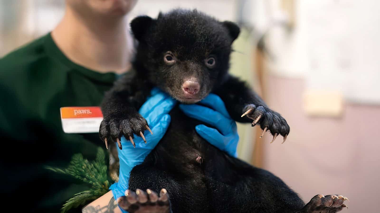 BlackBabyBear-PAWS_1600x900 A person wearing blue gloves holds a small black bear cub with visible claws; the scene reflects how PAWS helps make Seattle among the most pet-friendly cities in the nation.