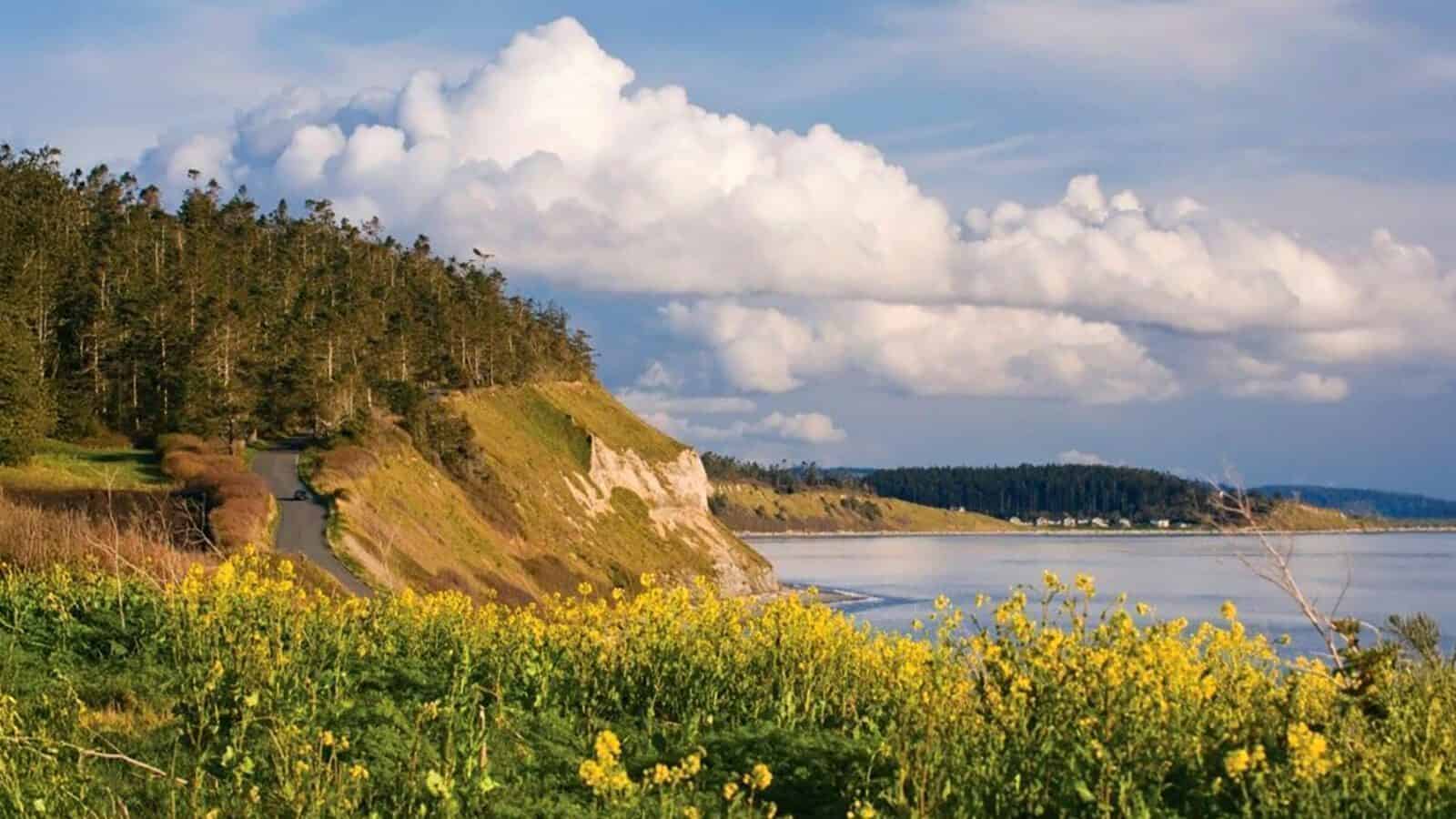 A coastal landscape with a grassy cliff, wildflowers in the foreground, trees on the left, and clouds over a calm sea—capturing the tranquil beauty of a Seattle summer.