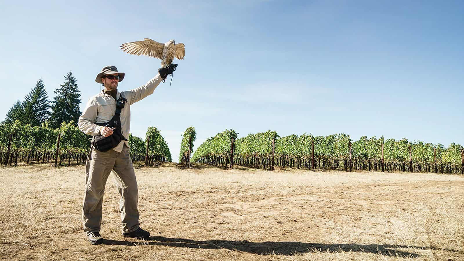 A person wearing outdoor gear stands in a field in Oregon wine country, holding a falcon on their gloved hand, with rows of grapevines and a clear sky in the background.