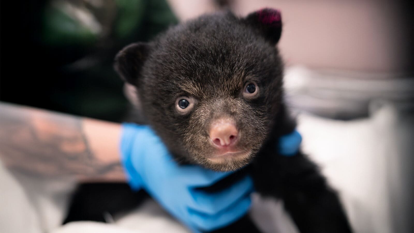 A person wearing blue gloves holds a small black bear cub with a pink marking on its ear, reflecting how PAWS helps make Seattle among the most pet-friendly cities in the nation.