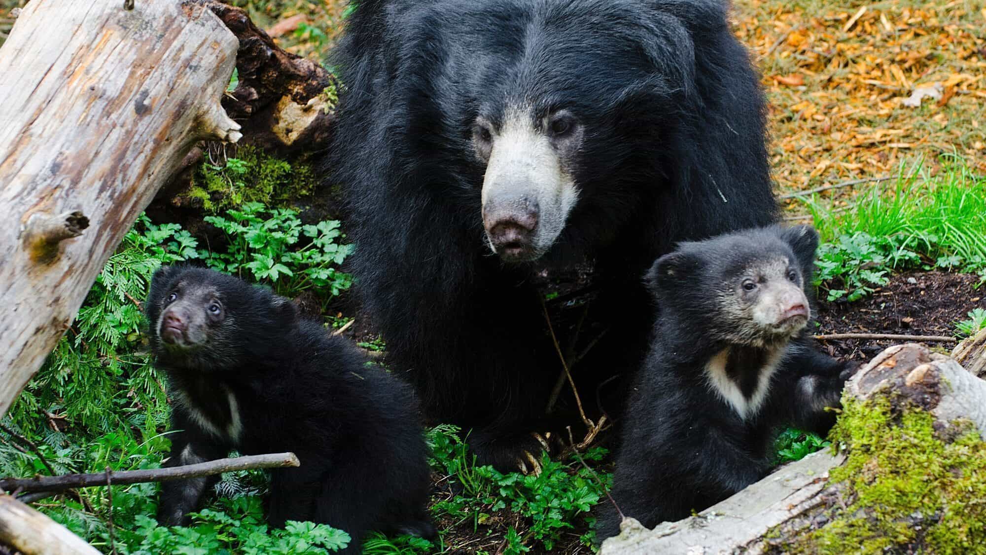 Tasha 2013 Ryan Hawk Woodland Park Zoo-16-9-2000x1125 A sloth bear and two cubs stand among fallen logs and green plants on the forest floor.