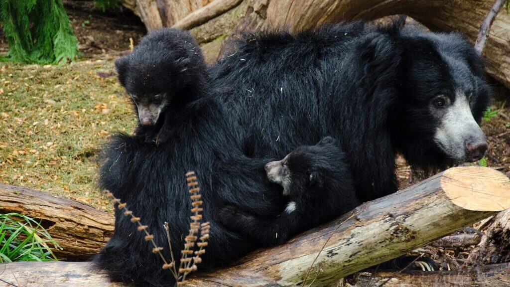 A sloth bear sits on a log with two cubs climbing on its back in a natural outdoor setting.