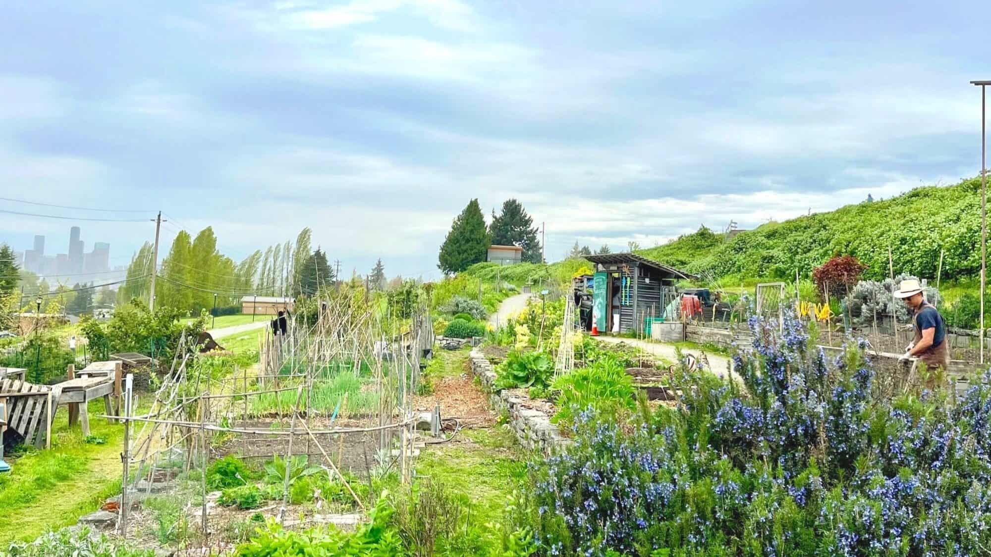 BEACON FOOD FOREST-16-9-2000x1125 People tending to plants in a community garden with green shrubs, small sheds, and a city skyline visible in the distant background under a cloudy sky.