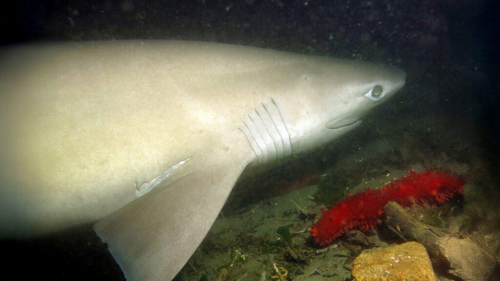 A close-up underwater view of a shark swimming near the ocean floor, with a red sea cucumber and rocks beside it—an incredible glimpse into the marine life featured in Shark Next Door.