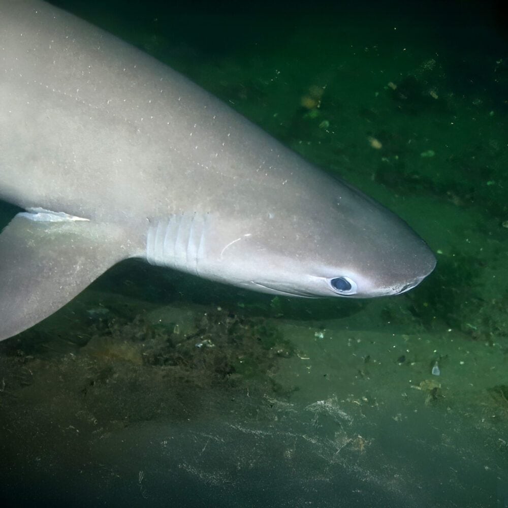 The Shark Next Door The Shark Next Door
