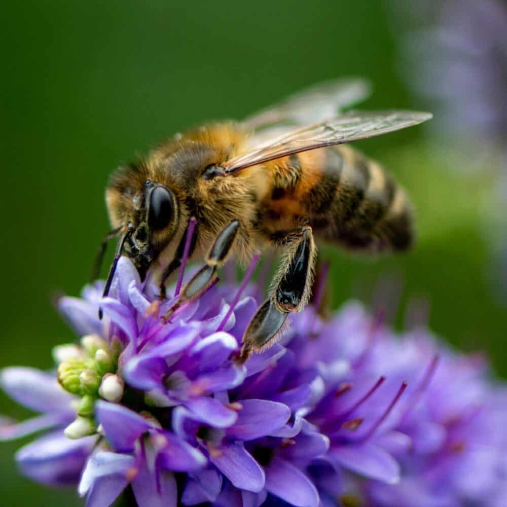 New Bees on the Block