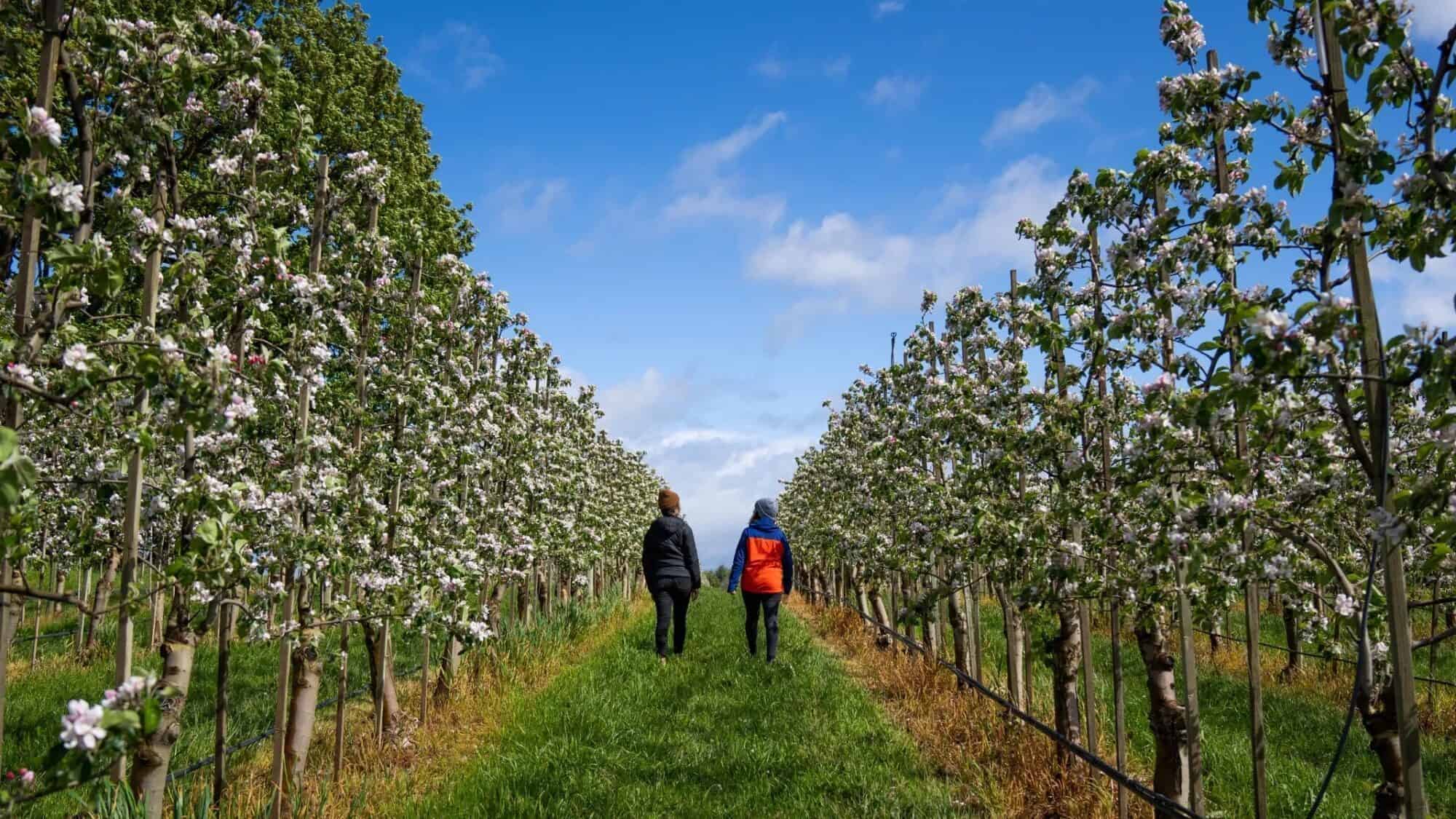 Two people walk between rows of blooming fruit trees in an orchard under a blue sky with scattered clouds—a scene reminiscent of art and food during the impressionism era.