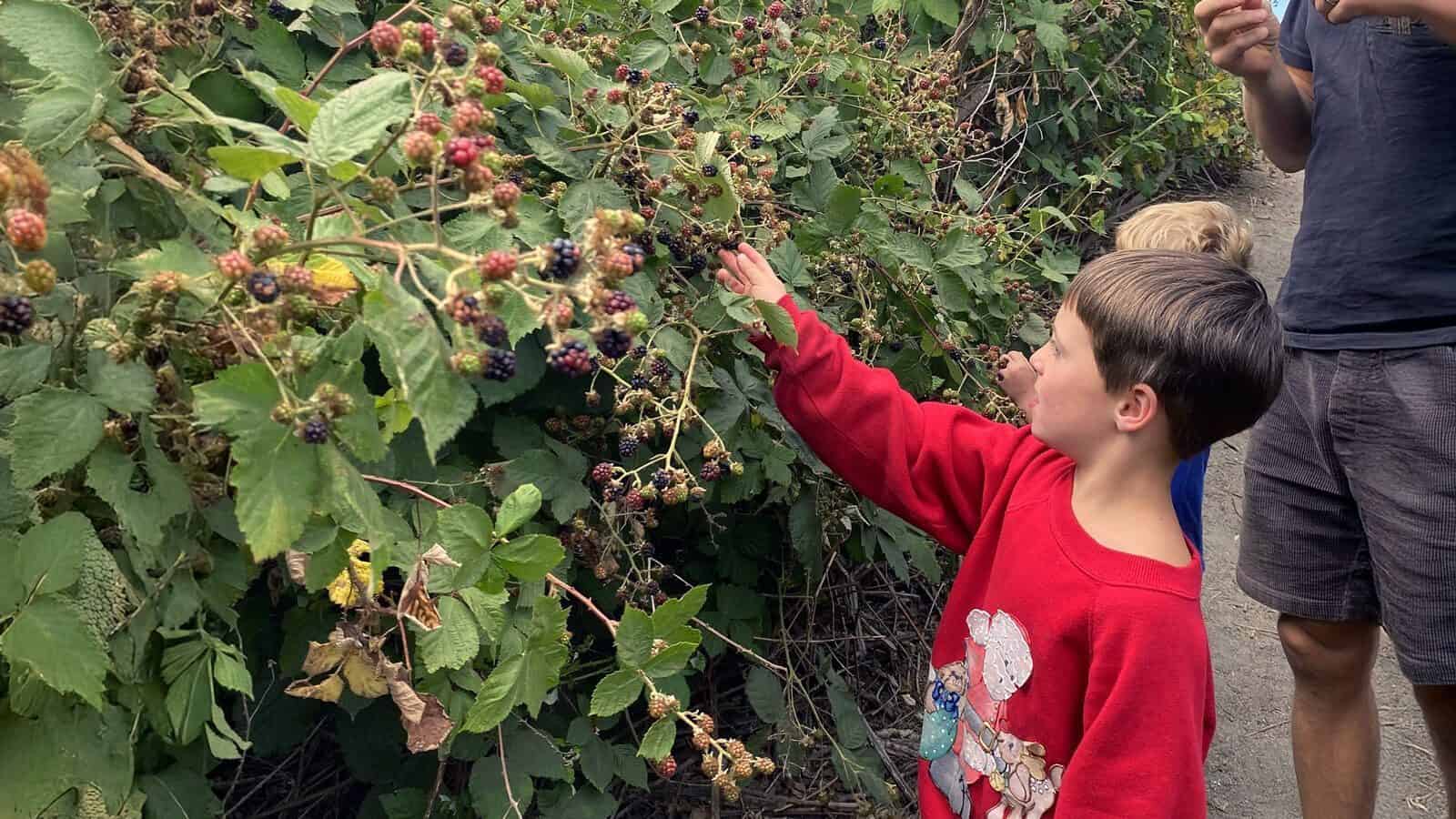 A child in a red sweatshirt reaches to pick blackberries from a bush, accompanied by an adult and another child on a dirt path—capturing the spirit of Trail to Table foraging.