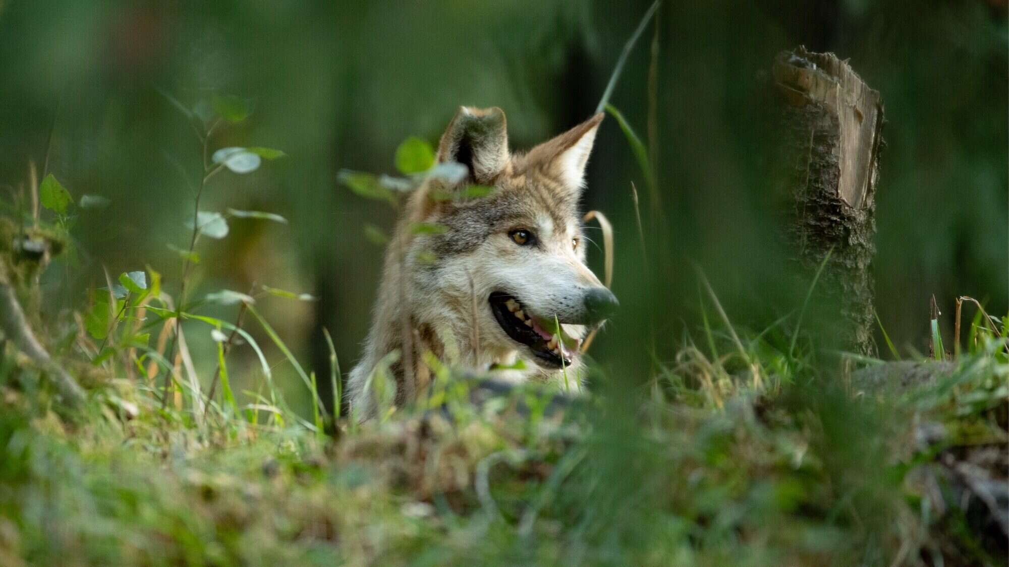 A wolf with brown and gray fur is standing amid green foliage in a forest, looking to the right with its mouth slightly open.
