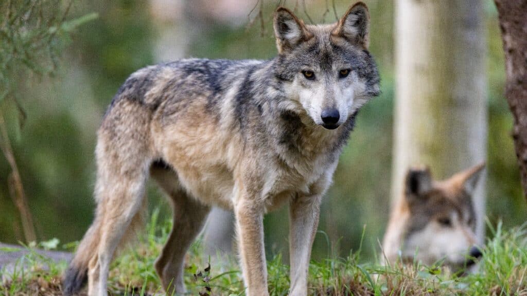 A gray wolf stands alert on green grass, looking toward the camera, while another wolf is partially visible lying down in the background.