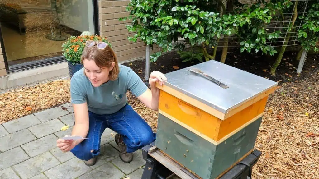 A person in a green shirt kneels next to a beehive, holding a piece of paper, with plants and mulch visible in the background.