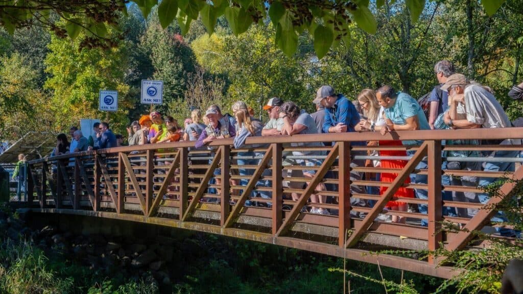 A group of people stand closely together on a wooden bridge, leaning over the railing and looking at something below on a sunny day.