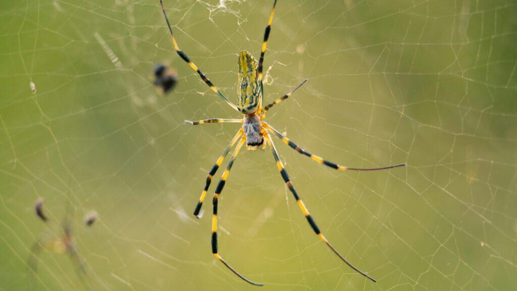 A close-up of a spider with yellow and black striped legs sitting on its web against a blurred green background.