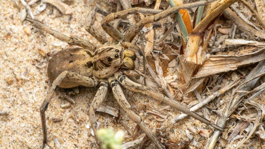 A brown wolf spider with long legs on sandy ground surrounded by dried grass and plant debris.