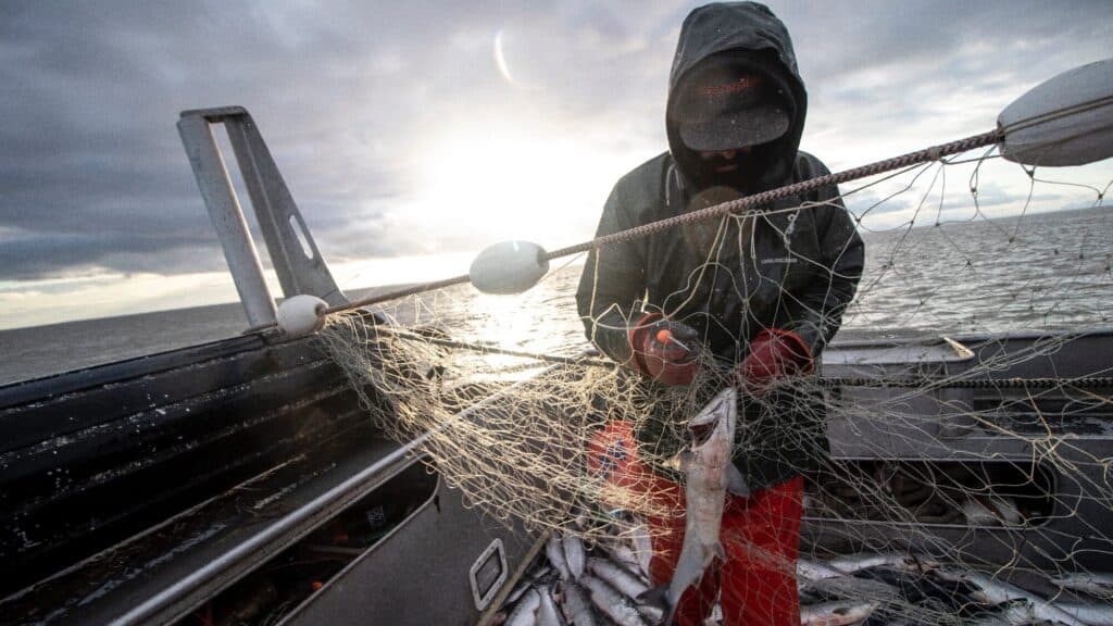 A person in a hooded rain jacket untangles fish from a net on a boat at sea during cloudy weather with the sun low in the sky.