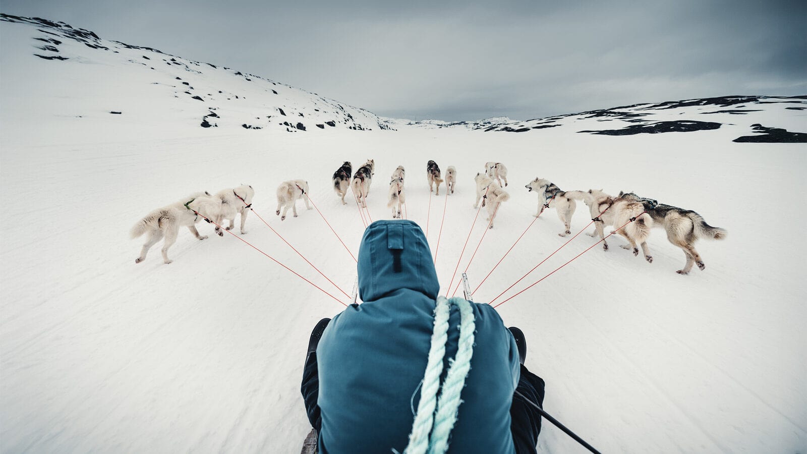 Person in a blue jacket rides a dog sled across a snowy landscape, huskies pulling them forward, as if venturing from the Edge of The Map toward the Center of The World.