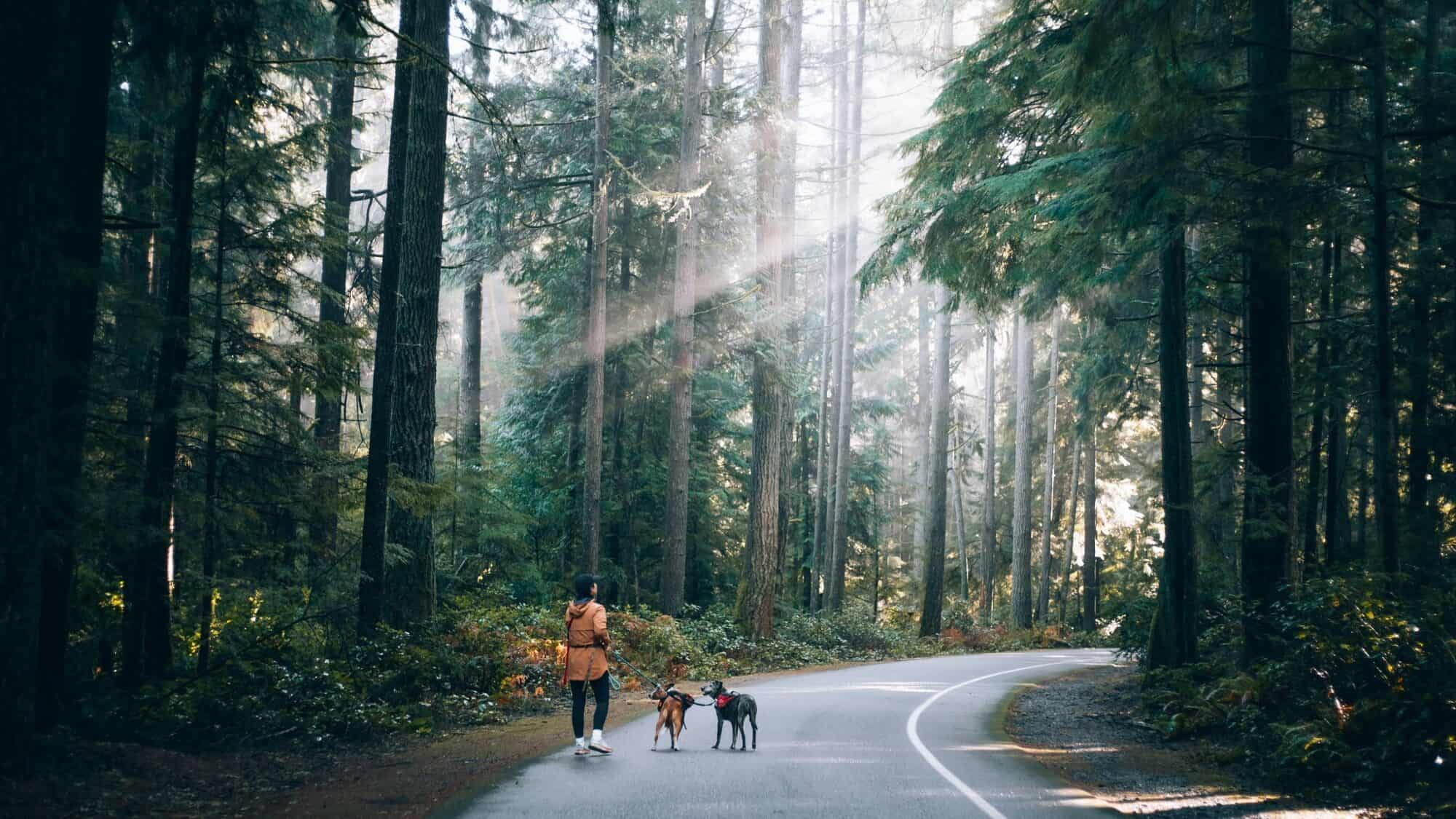 A person stands on a forest road with two dogs, surrounded by tall trees and sunlight streaming through the branches.