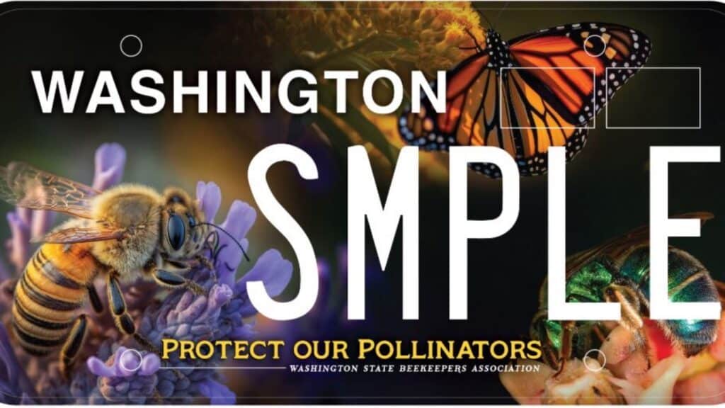 Washington license plate design featuring a bee, a monarch butterfly, and a beetle, with the text “Protect Our Pollinators.” A perfect pickleball plate for enthusiasts who care for nature as much as their favorite Pickleball accessories.