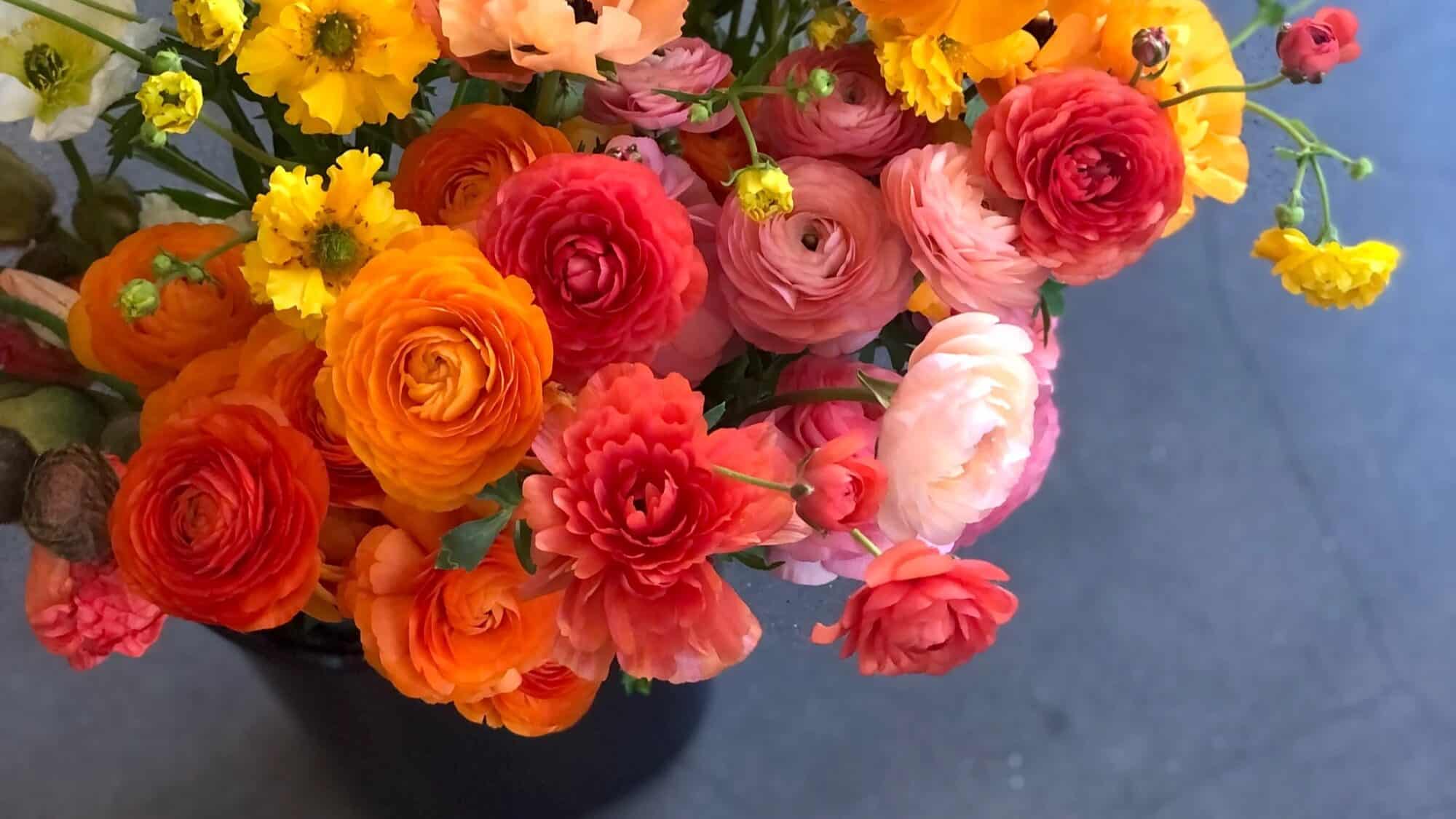 A bouquet of vibrant orange, pink, and yellow ranunculus flowers displayed in a black vase against a dark background brings warmth reminiscent of December in Seattle.