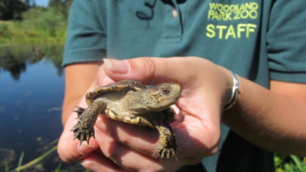A person wearing a Woodland Park Zoo staff shirt holds a small turtle outdoors near a pond.