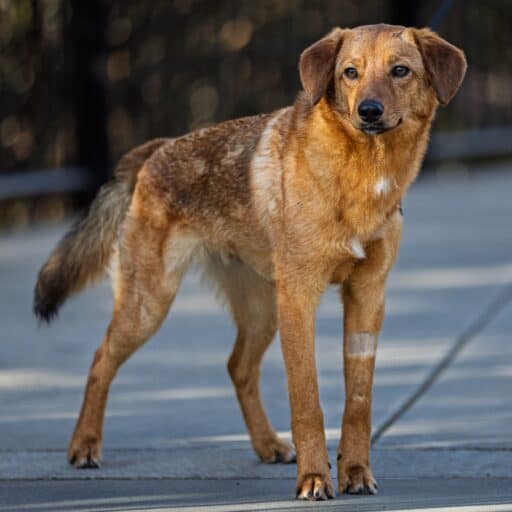 A brown dog with a white patch on its front leg stands on a sidewalk, looking slightly to the side.