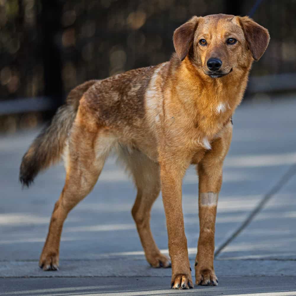 A brown dog with a white patch on its front leg stands on a sidewalk, looking slightly to the side.
