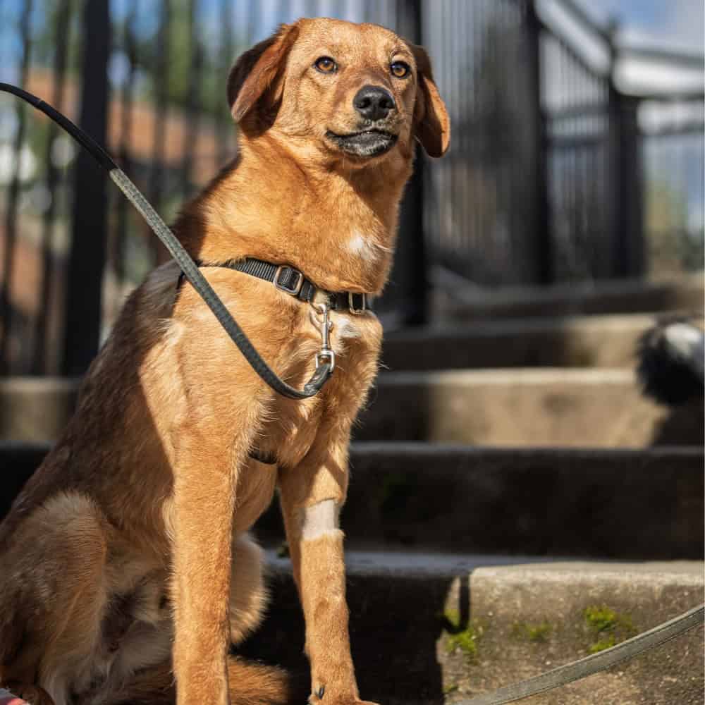 A brown dog with a harness sits on outdoor concrete stairs, looking forward. The dog is on a leash, and sunlight highlights its fur.