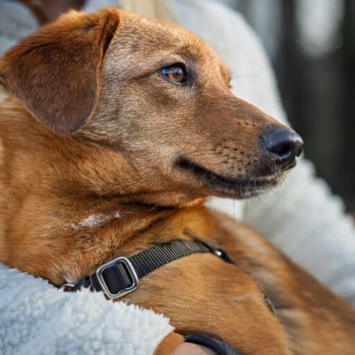 A brown dog wearing a black collar is held in someone's arms, looking off to the side.