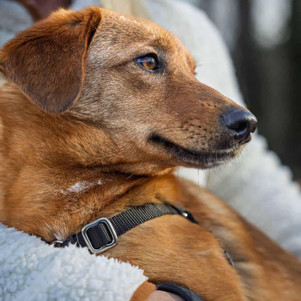 A brown dog wearing a black collar is held in someone's arms, looking off to the side.