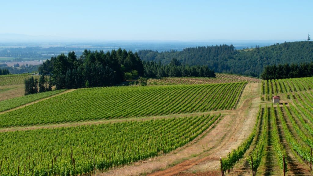 Rows of grapevines stretch across gently rolling hills with forests and distant mountains under a clear blue sky.
