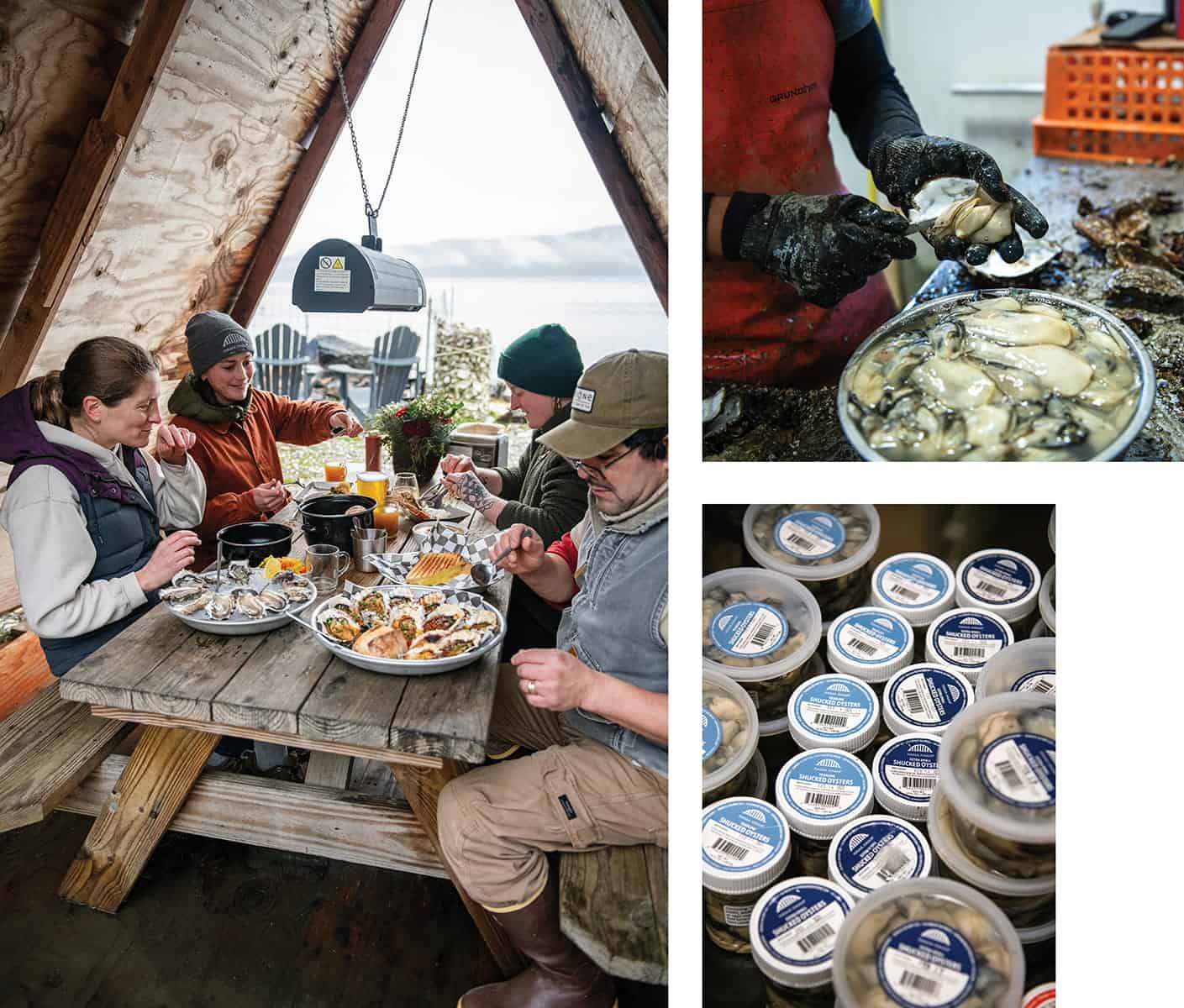 Four people enjoy Hood Canal oysters at a wooden picnic table inside a hut; separate images display shucking oysters and containers of labeled Pacific Northwest oysters.