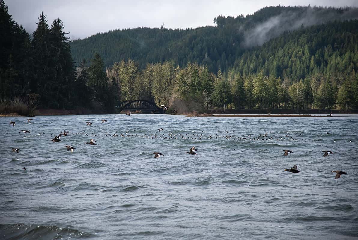 A flock of birds flies low over a choppy Hood Canal, surrounded by dense evergreen trees and oyster farms, with a bridge visible in the background under a cloudy sky.