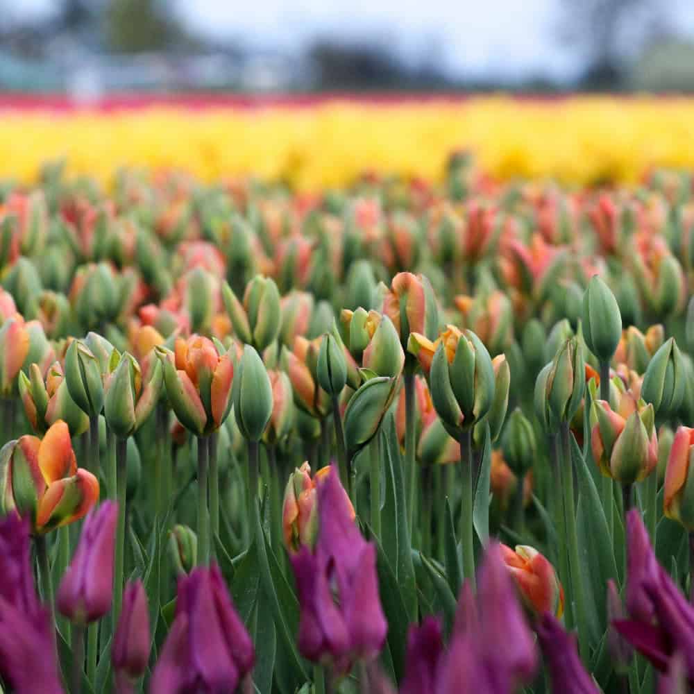 Rows of tulips in various stages of bloom, with purple, orange, and yellow flowers stretching into the distance—early signs of spring amid green sprawls and the crocuses.