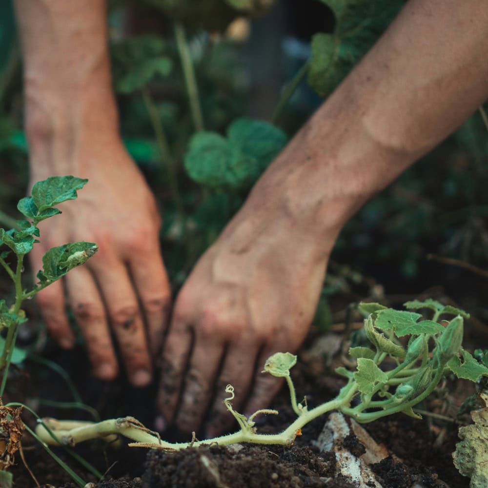 Close-up of two hands planting or tending to green plants in dark soil, with leaves and stems visible in the foreground.