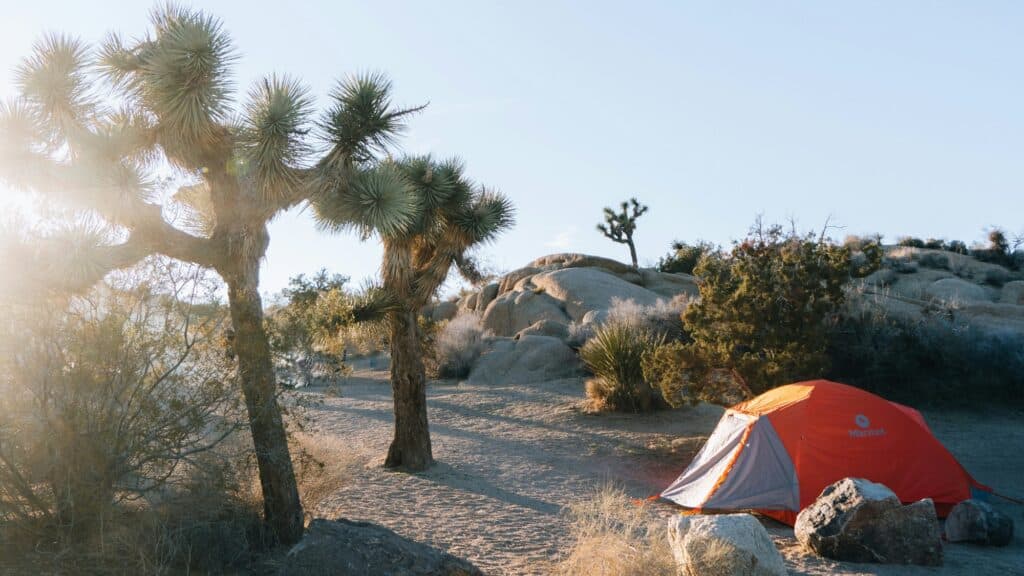 An orange and gray tent is set up on sandy ground among Joshua trees and rocks in a desert landscape under clear skies.