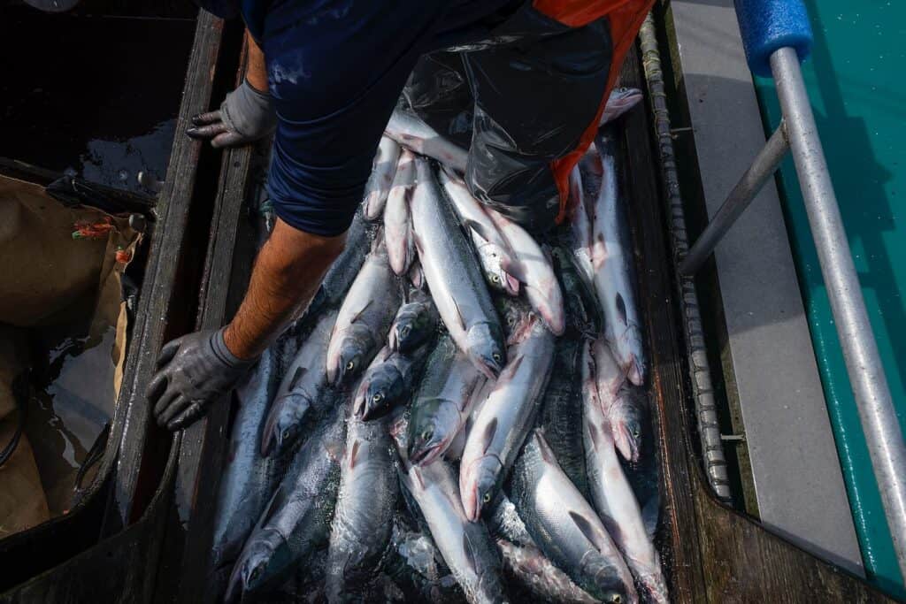 A person wearing gloves stands over a large pile of freshly caught fish in a boat, sorting or handling them.