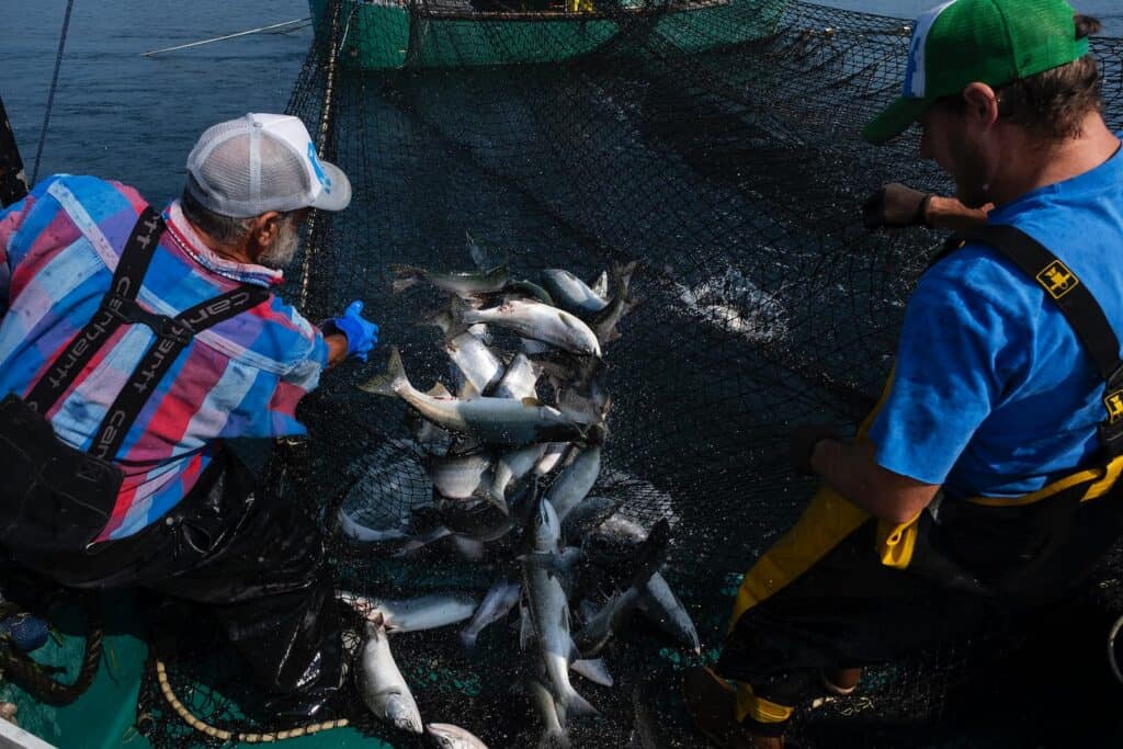Two fishermen empty a net full of fish onto a boat deck in broad daylight, with water and fishing equipment visible in the background.